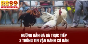 Hướng Dẫn Đá Gà Trực Tiếp - 3 Thông Tin Vận Hành Cơ Bản
