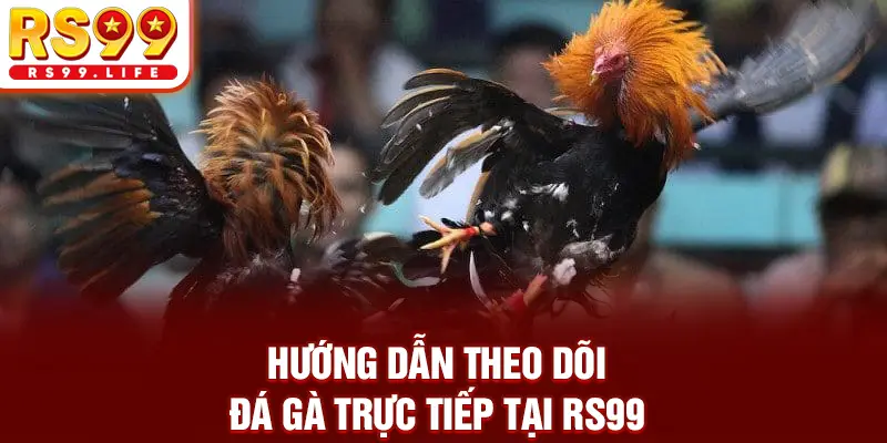 Hướng dẫn theo dõi đá gà trực tiếp tại RS99
