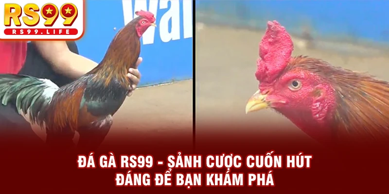 Đá Gà RS99 - Sảnh Cược Cuốn Hút Đáng Để Bạn Khám Phá