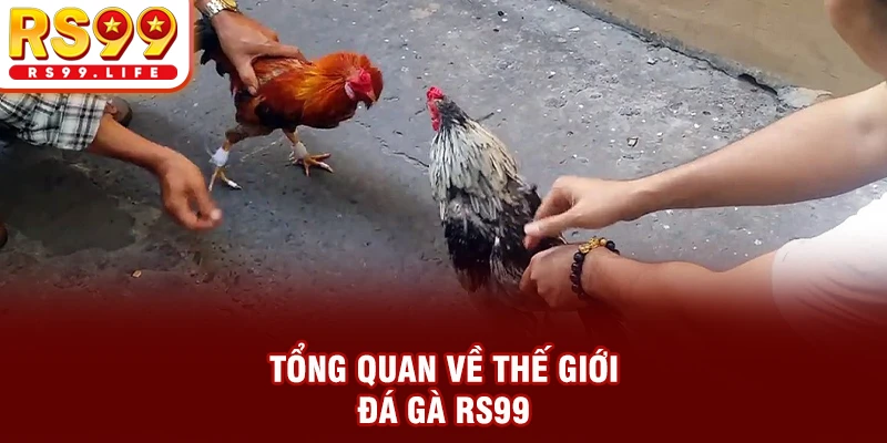 Tổng quan về thế giới đá gà RS99
